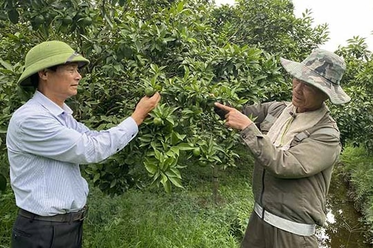 Xã Hồng Phong chuyển đổi cây trồng, nâng cao thu nhập